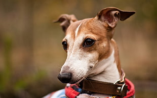closeup photo of white an d tan whippet